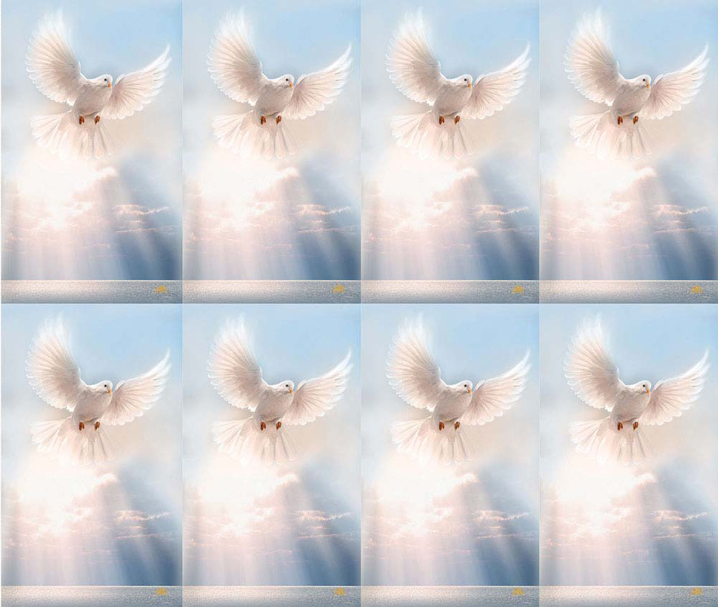 White Dove Prayer Card