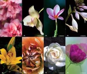 Fragance Flower Prayer Card