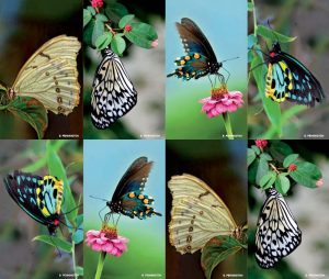 Butterflies Prayer Card